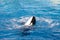 Killer whale swimming on back