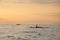 Killer whale swimming next to a boat at sunset tim
