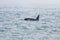 Killer whale swimming in the wavy ocean on the coast