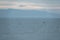 Killer whale swims near the fishermen& x27;s boat