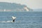 Killer Whale Tail Off Point Roberts, Washington