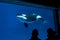 Killer Whale in tank