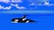 Killer Whale in the Water