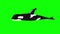 Killer whale in the water isolated on green screen