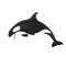 Killer whaleOrcinus orca cartoon animal design ocean mammal orca flat vector illustration isolated on white background