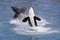 Killer whales jumping out of water