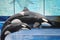 Killer whales at SeaWorld