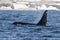 Killer whales swim along the shore of the Bering