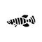killifish aquarium fish glyph icon vector illustration