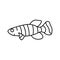 killifish aquarium fish line icon vector illustration