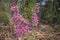 Kimberley Heath: pink and purple small flowers aka Calytrix exstipulata or Pink Turkey Bush. Blurry background. Seen during the