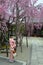 Kimono Girl and Sakura tree