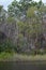 Kin Kin Creek, Great Sandy National Park, Queensland, Australia