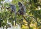 Kinabatangan river, Sabah, Borneo- JANUAR 2019: Endangered Silver Leaf Monkey or Silvery Lutung, Trachypithecus cristatus eating