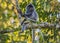 Kinabatangan river, Sabah, Borneo- JANUAR 2019: Portrait of a wild cute monkey with a mohawk haircut on his head. Silvery lutung,