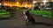 Kind American Staffordshire Terrier sitting on asphalt