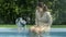 Kind Asian girl relaxing on the swimming pool with French Bulldog