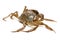 A kind of chinese mitten crab, living in rivers or lakes. The famous and popular crab in China is Yangcheng Lake hairy crab.