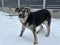 A kind dog looks with pitiful eyes. Mongrel on the street in winter. A street dog stands in the snow