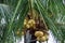 Kind of ivory coconut on a tree