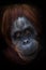 Kind look. intellectual face of an orangutan with an ironic look and a half smile, dark background. Isolated black background