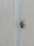 A kind of mild, harmless bug on a pillar of my house. It climbs the up effortlessly and slowly.