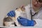 A kind veterinarian listens with a stethoscope to a sleepy kitten. First appointment with a pet doctor. Correct