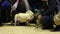 Kind women petting cute pugs tired after performance in costumes at dog show