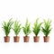 Kinetic Optical Illusions: Five Potted Plants With Ferns On White Background