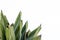 King agave plant with blank space for text. Nature texture background