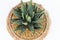 King agave potted plant top view