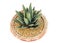 King agave succulent plant on white isolated background