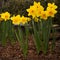 King Alfred Daffodils with mulched soil and garden figurine