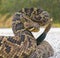 the king of all rattlesnake in the world, Eastern Diamondback rattler - Crotalus Adamanteus - in strike pose facing camera cropped