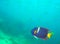 A King Angelfish in the Gulf of California