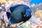 King angelfish Holacanthus passer