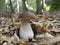 King bolete, Boletus edulis