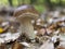 King bolete, Boletus edulis