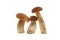 King bolete or ceps mushrooms isolated on white