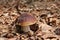 King boletus - edible mushroom