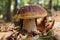 King boletus - edible mushroom