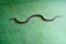 King Brown snake also known as Mulga snake Pseudechis australis