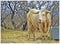 The King of Cattle, Winter Longhorn Enjoys a Long Drink