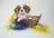 King Cavalier Puppy in an Easter Basket