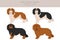 King Chares Spaniel clipart. Different poses, coat colors set