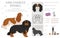King Chares Spaniel clipart. Different poses, coat colors set