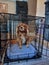 King charles cavalier in a crate