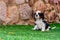 King Charles cavalier puppy portrait with brave face and funny proud pose on a synthetic green grass of house back yard outdoor