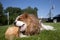 King Charles Cavalier Spaniel chewing the wood cube