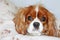 King Charles Cavalier Spaniel lying in peace